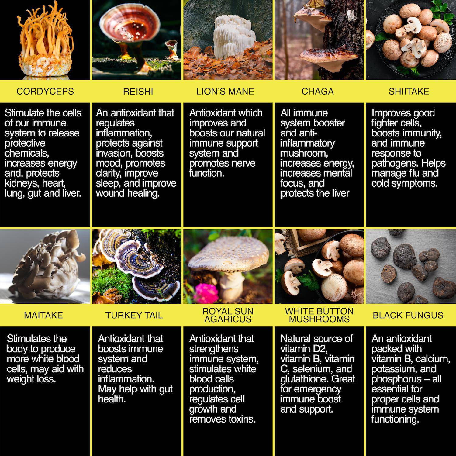 10-in-1 Mushroom Complex - Enclare Nutrition